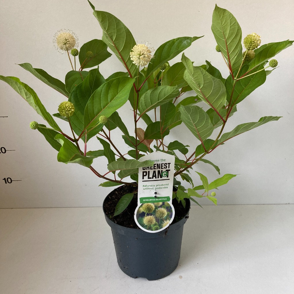 Picture of Cephalanthus occidentalis P20 (3,5 Ltr)