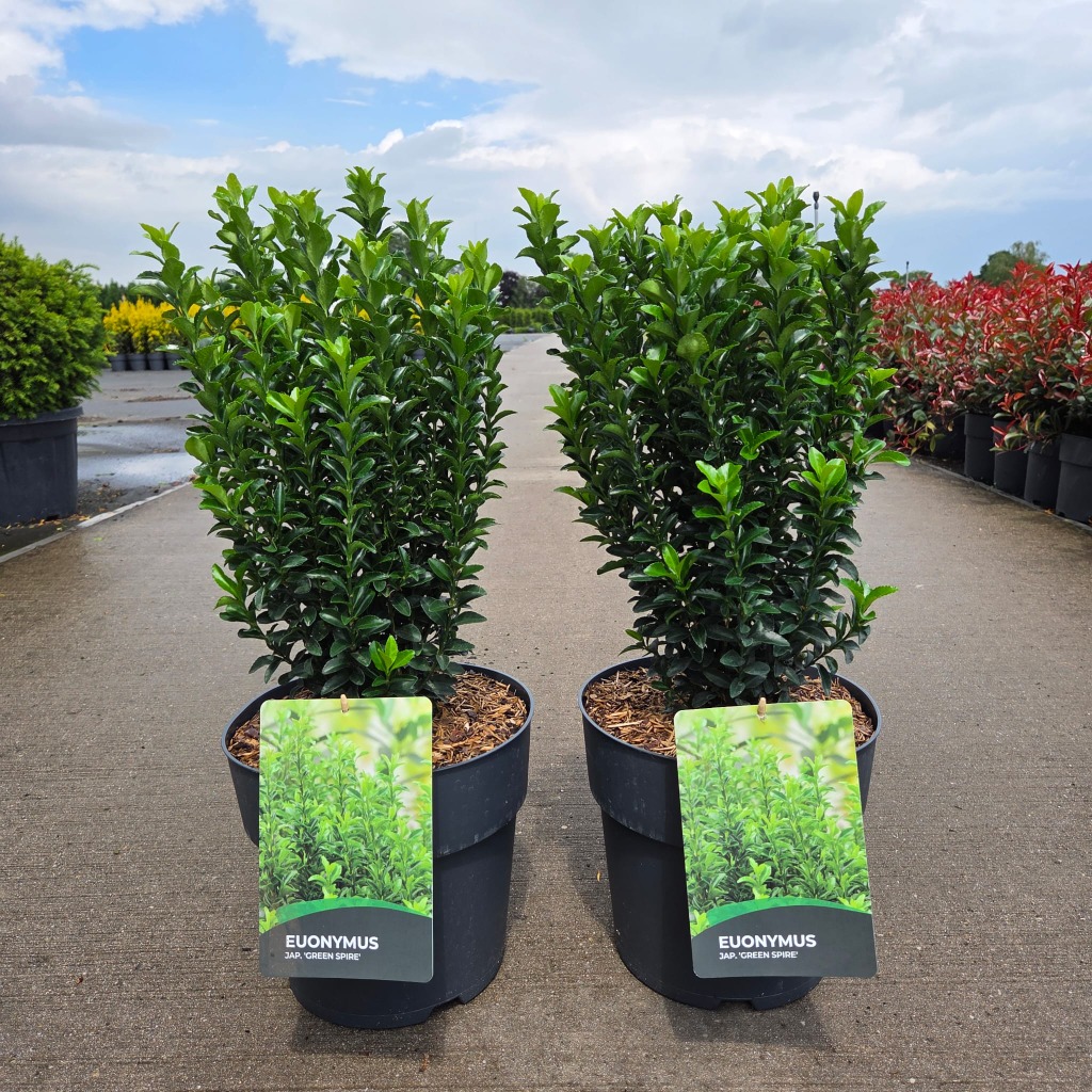 Euonymus jap. Green Spire