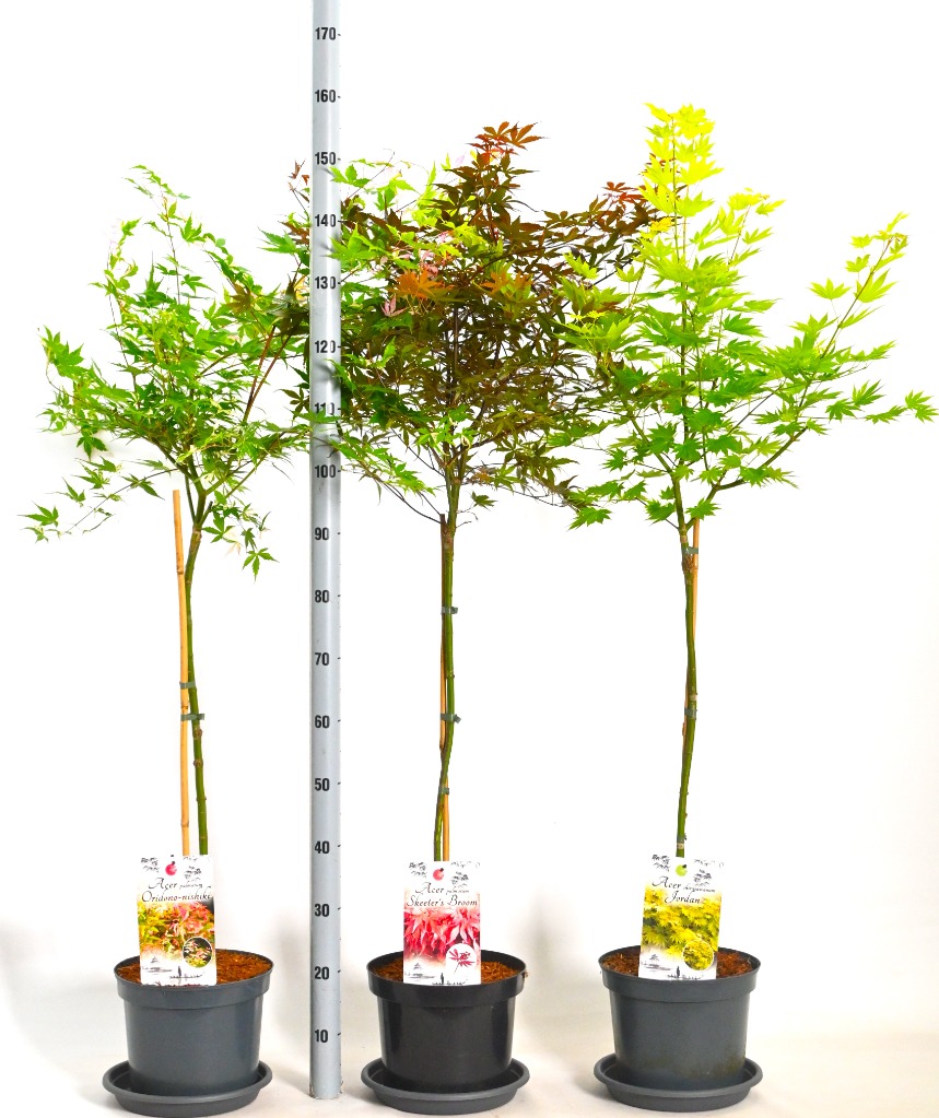 Picture of Acer palmatum in varieties P26 (7.5 Ltr) 80STD