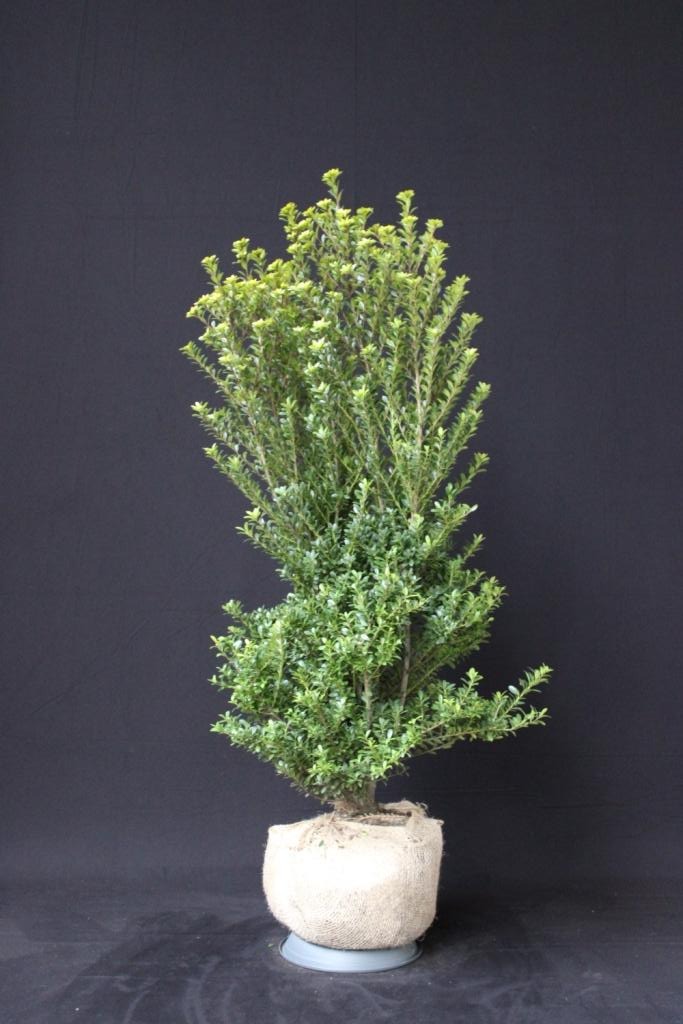 Picture of Ilex maximowicziana Kanehiraea ROOTBALL/JUTE 100/120CM