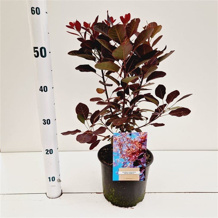 Picture of Cotinus cogg. Royal Purple P19 (3 Ltr) 40/50CM