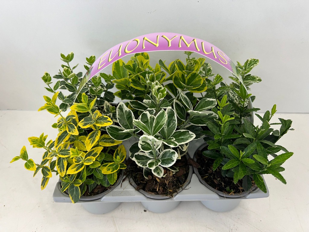 Picture of Euonymus in varieties 6-PACKS