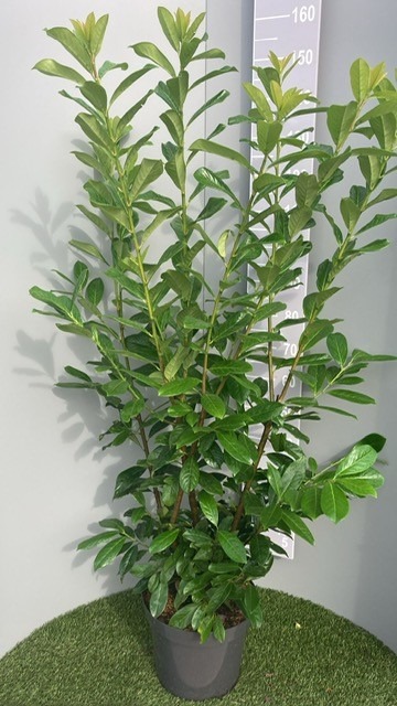 Picture of Prunus laur. Novita P32 (15 Ltr) 125/150