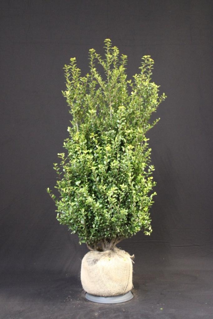 Picture of Ilex crenata Caroline Upright ROOTBALL/JUTE 100/125CM