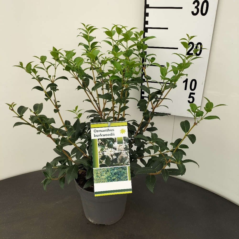 Picture of Osmanthus burkwoodii P18 (2.5 Ltr) 30/40CM