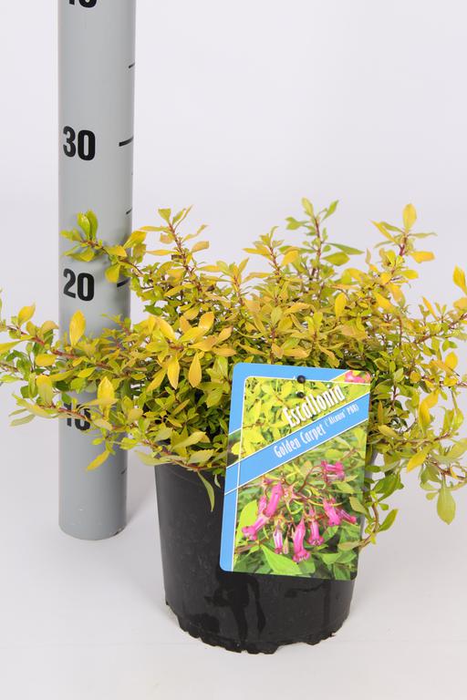 Picture of Escallonia Golden Carpet P17-(2.5-LTR)