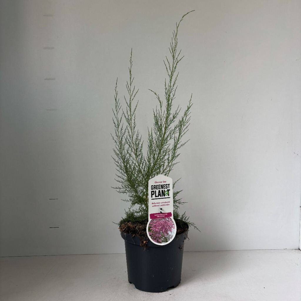 Tamarix ram. Pink Cascade