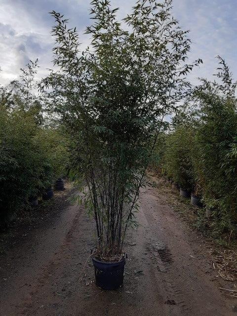 Picture of Phyllostachys nigra C30 250/300