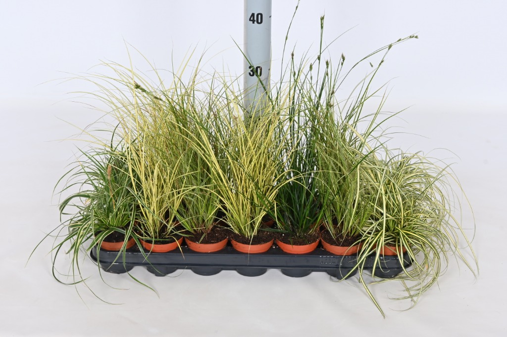 Picture of Carex in varieties P8.5