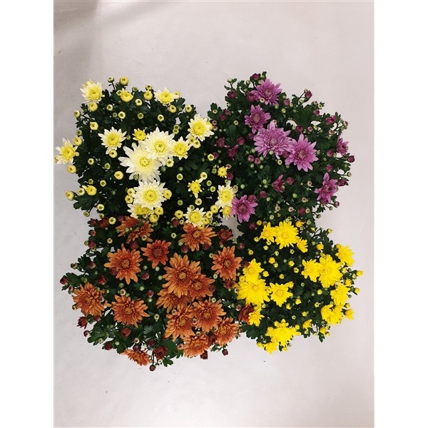 Picture of Trolley Deal 2024 Chrysanthemum Homerun BALL in varieties P15 J6