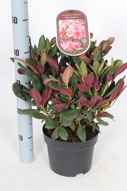 Picture of Rhododendron Wine and Roses P19 (3 Ltr)