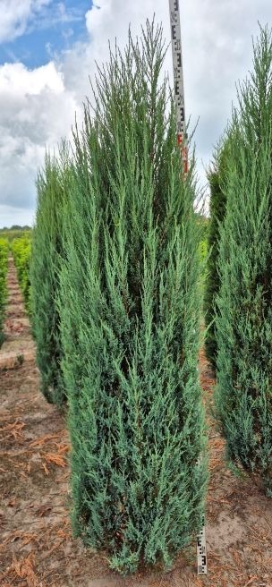 Image de Juniperus scop. Blue Arrow ROOTBALL 200/225cm
