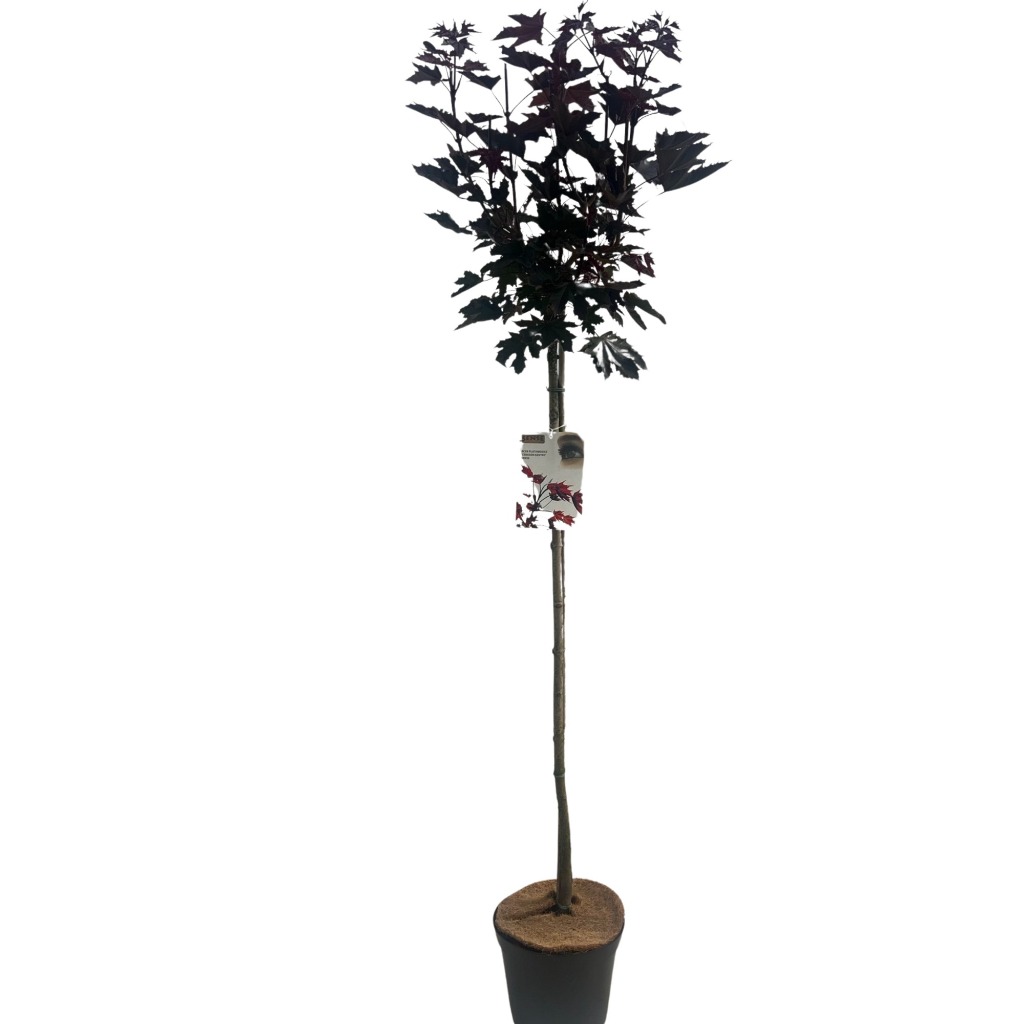 Picture of Acer pal. Crimson Sentry P29 (10 Ltr) 120/STD