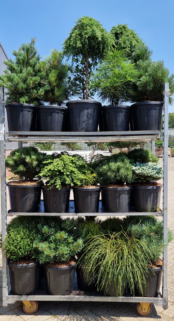 Picture of Trolley Deal 2024 Conifers in varieties & mixed sizes (growerscode 281 ) F.O. (198)