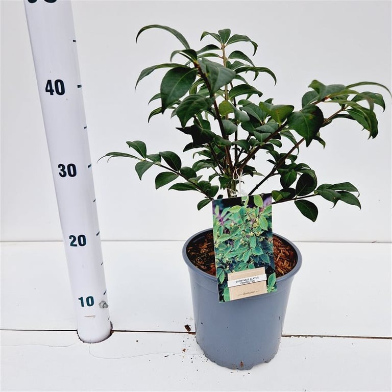 Picture of Euonymus alatus Compactus P18 (2.5 Ltr) 25/30CM