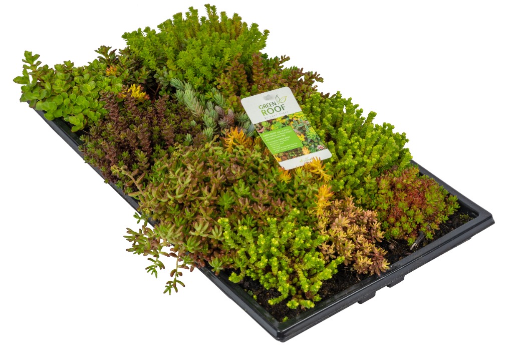 Sedum - 30x50 Piece × 4 - £ 11.19 Shelf £ 10.85 Trolley