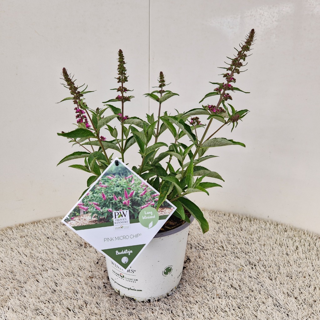 Buddleja dav. Pink Micro Chip