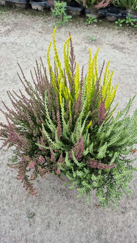 Calluna Garden Girls Trio bowl