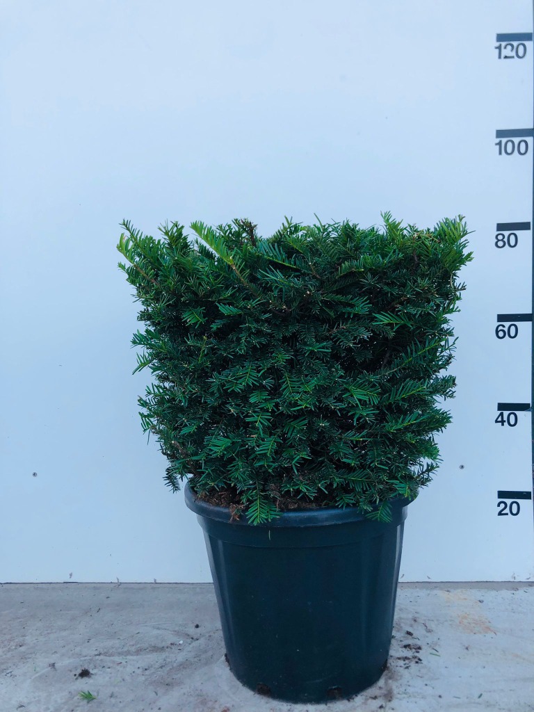 Picture of Taxus Baccata P40-(30-LTR) 45X45X45-CM-CUBE