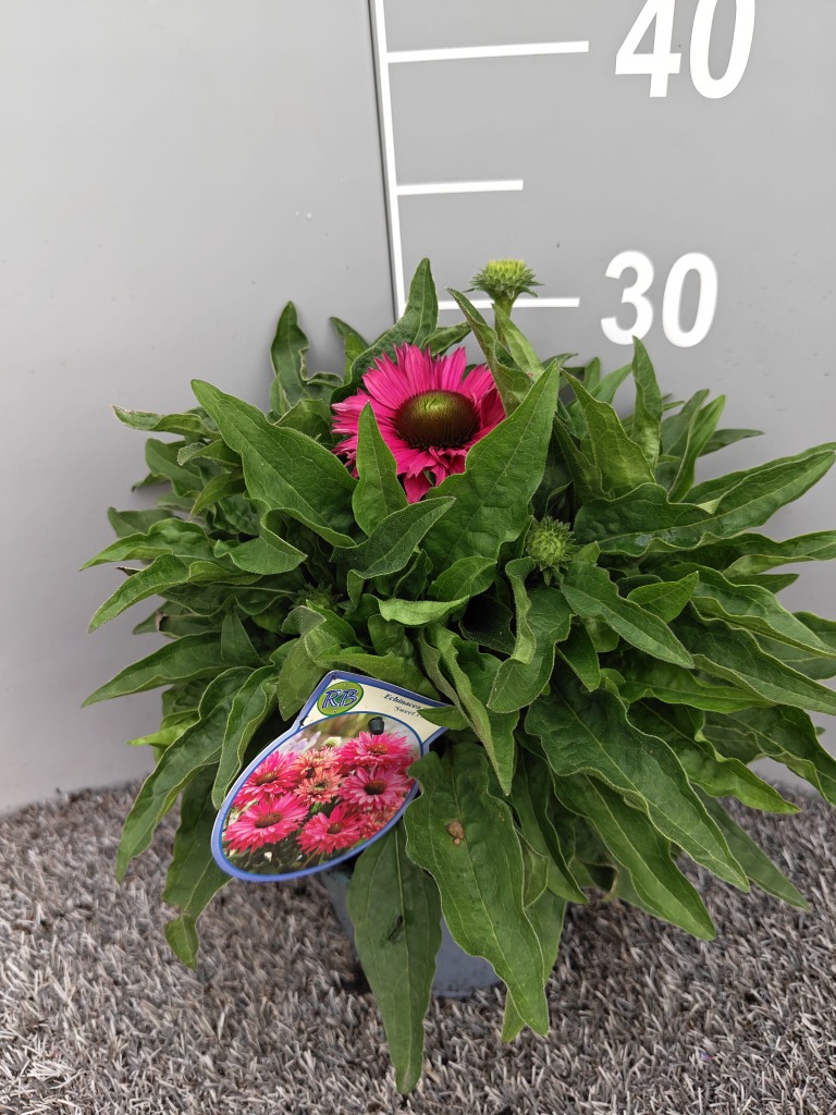 Echinacea purp. Sunseekers Sweet Fuchsia