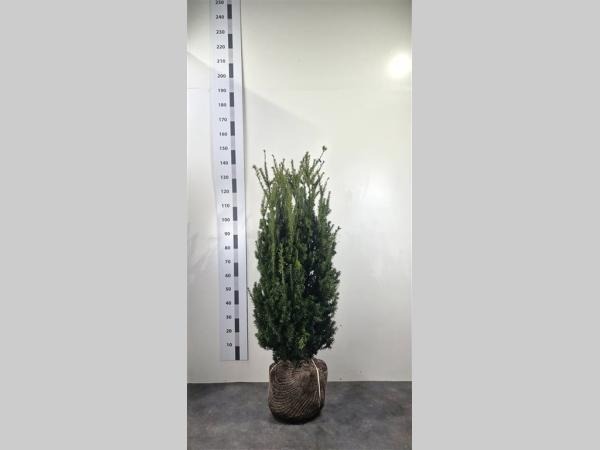 Picture of Taxus media Hillii ROOTBALL 100/120CM