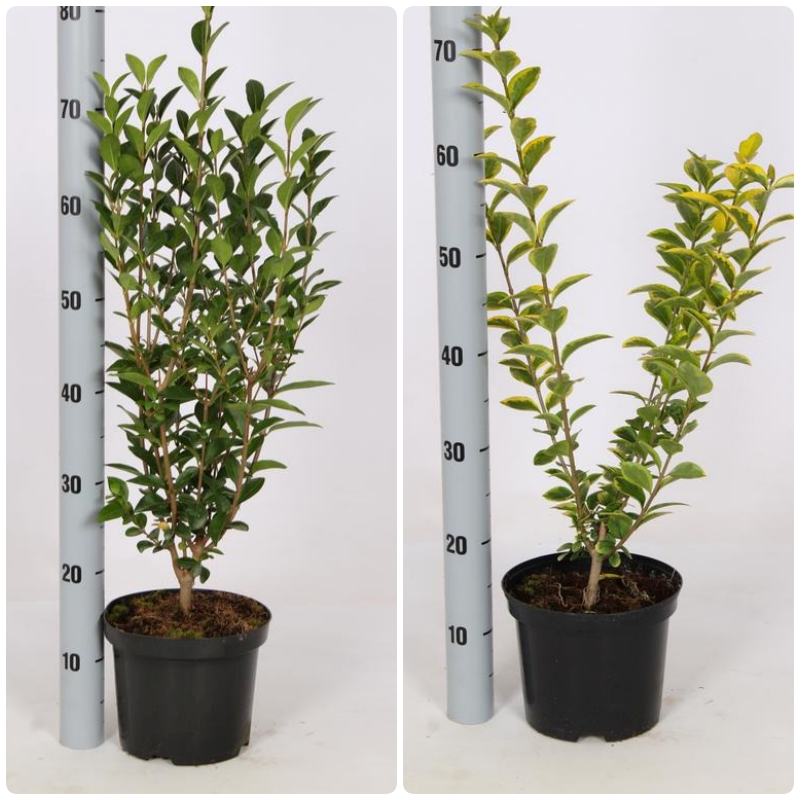 Picture of Trolley Deal 2024 Ligustrum ovalifolium / Aureum P19 (3 Ltr) F.O. (049) ONLY THIS MIX !!!