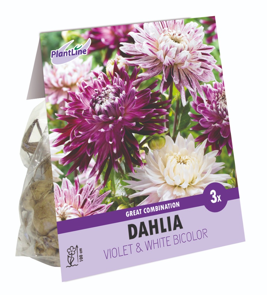 Picture of COMBI DAHLIA DECORATIVE VIOLET AND WHITE SHADES 10-BAGS-WITH--DAHLIA-IN-BOX