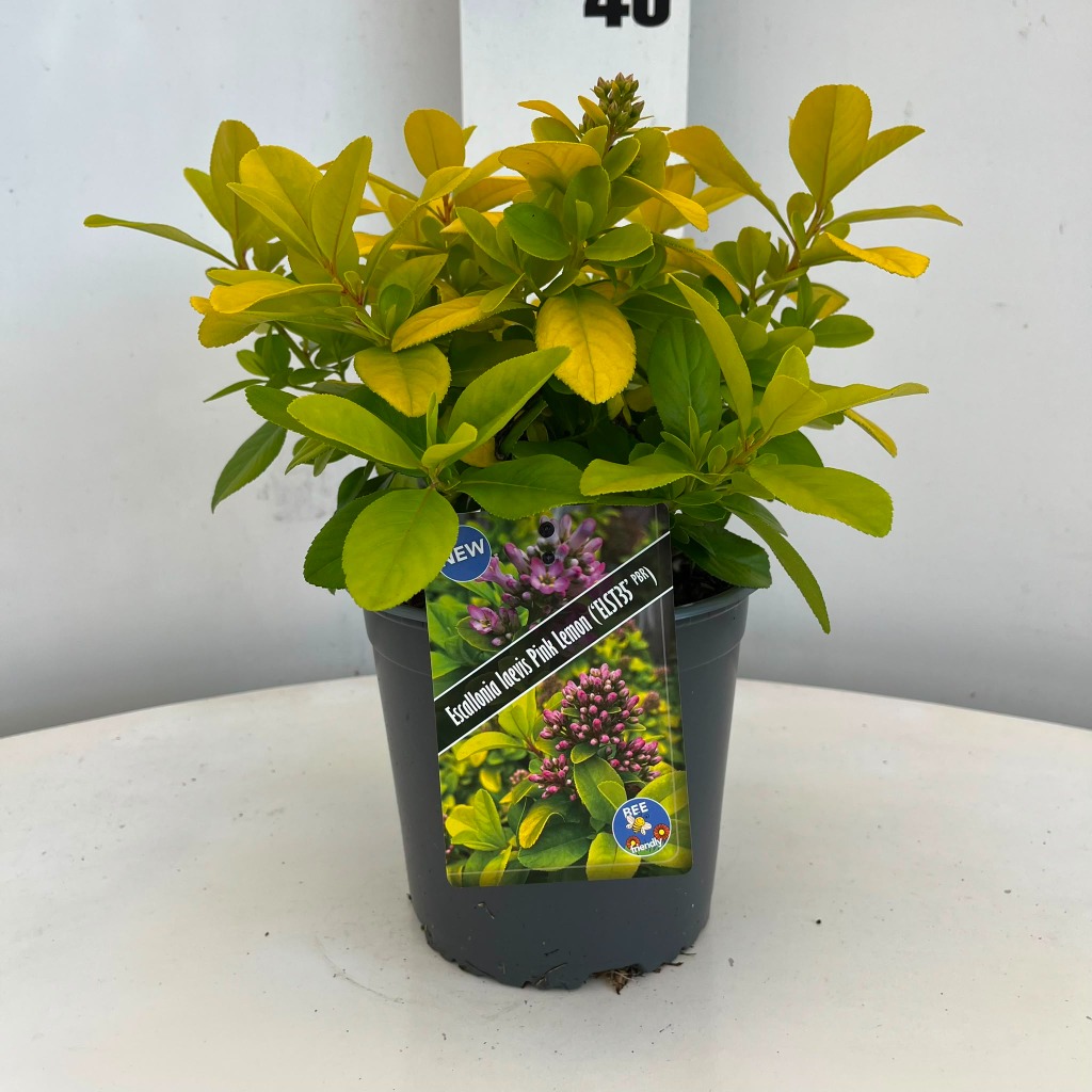Escallonia lae. Pink Lemon