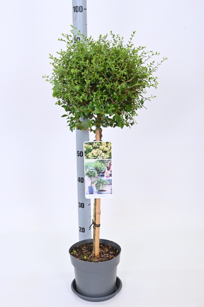 Picture of Ligustrum delavayanum P19 (3 Ltr) 50/STD