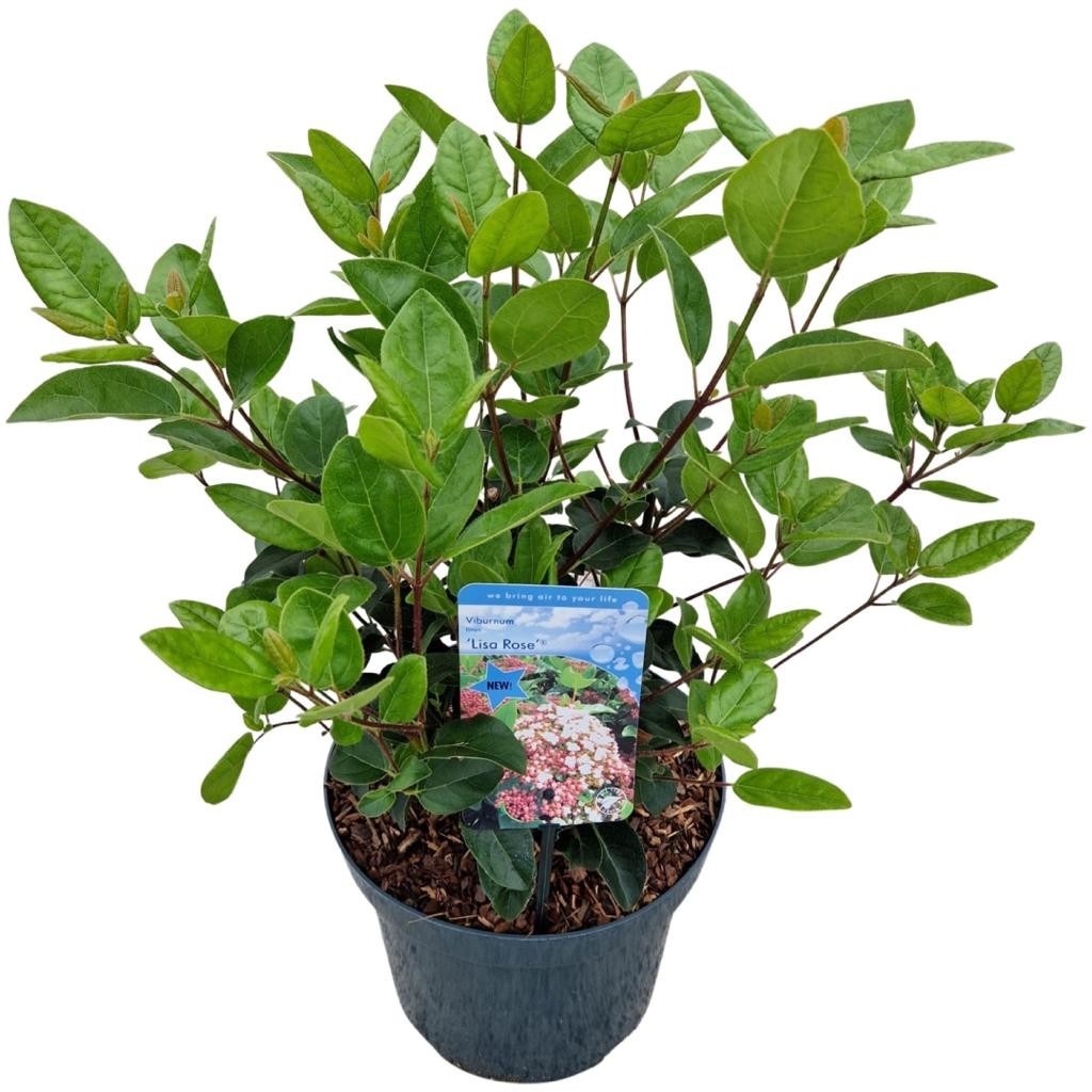 Picture of Viburnum tinus Lisarose P26 (7.5 Ltr)