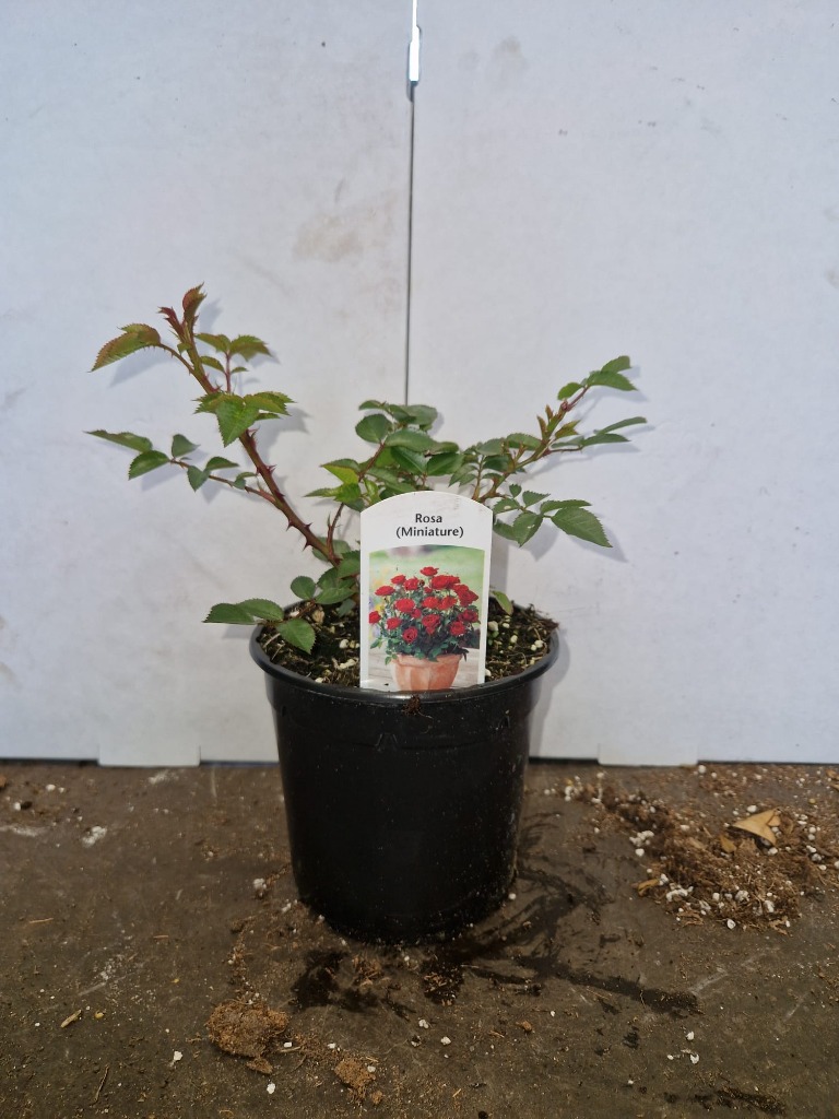 Rosa The Fairy red