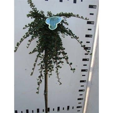 Picture of Cotoneaster dammeri Winter Jewel P26 (7.5 Ltr) 120/STD