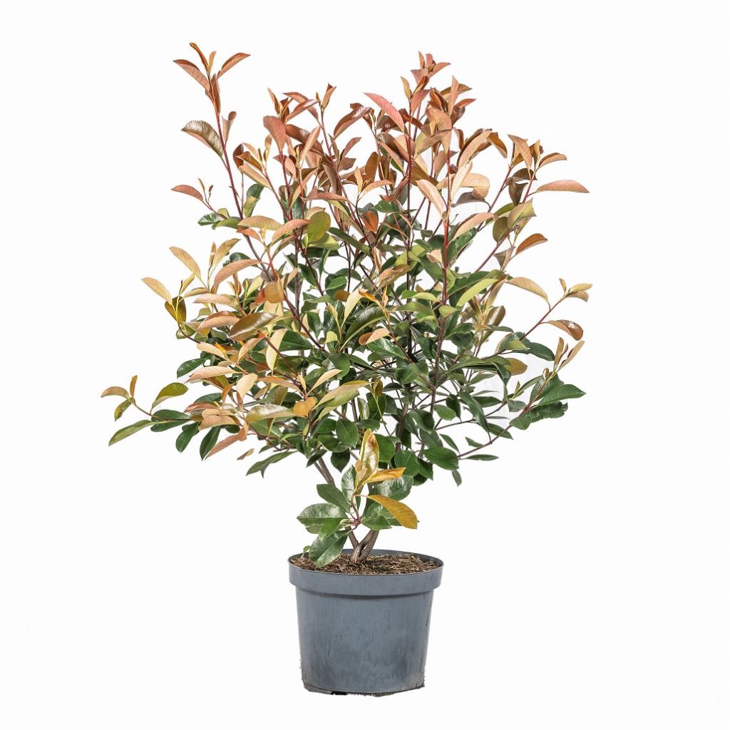 Picture of Photinia fraseri Red Robin P30 (12 Ltr) 100/125