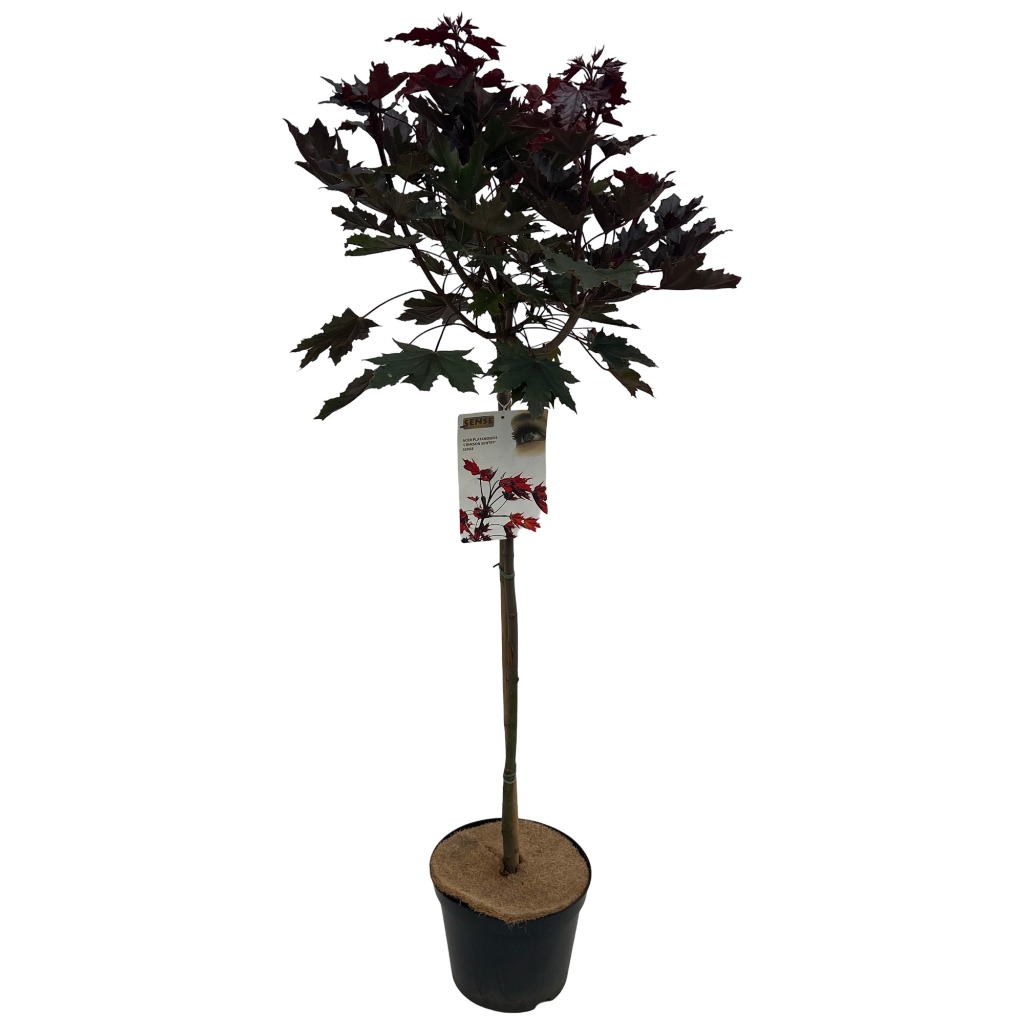 Picture of Acer pal. Crimson Sentry P29 (10 Ltr) 100/STD