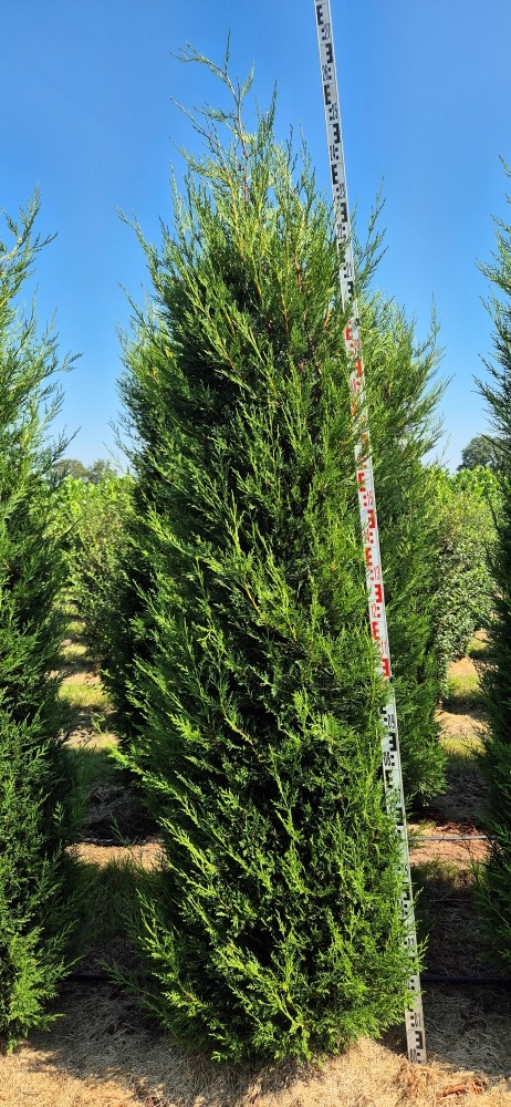 Picture of Cupressocyparis leylandii 2001 EXTRA ROOTBALL 200/225cm