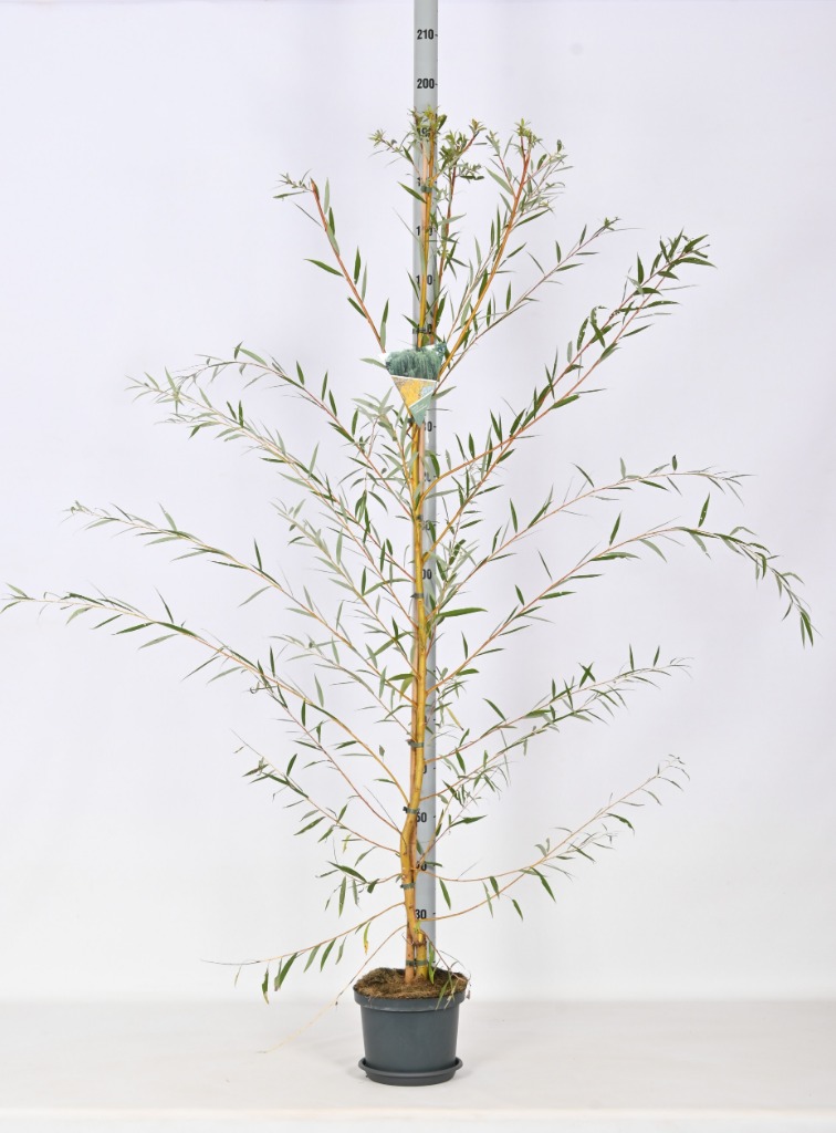 Picture of Salix sepulcralis Chrysocoma P23 (5 Ltr) 150/175