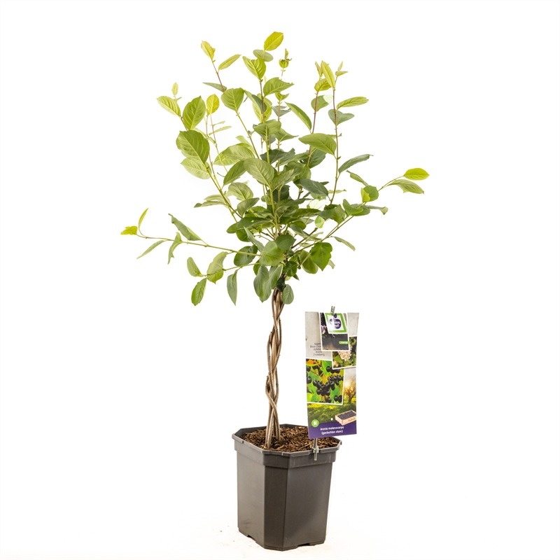 Picture of Aronia melanocarpa P24 (6 Ltr) VLECHTSTAM