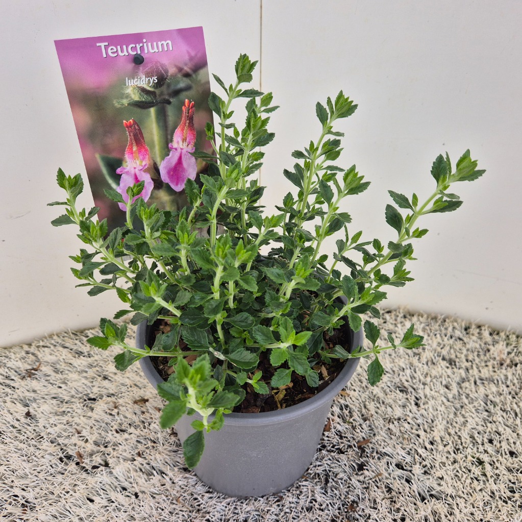 Teucrium lucidrys