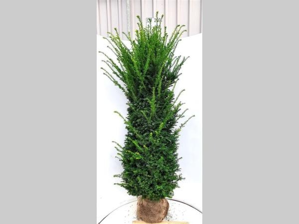 Picture of Taxus Baccata ROOTBALL 160/180CM