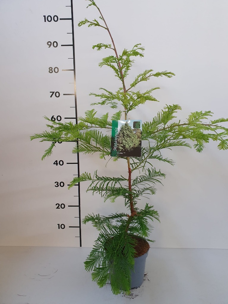 Picture of Metasequoia glypt. Chubby P17-(2.5-LTR)