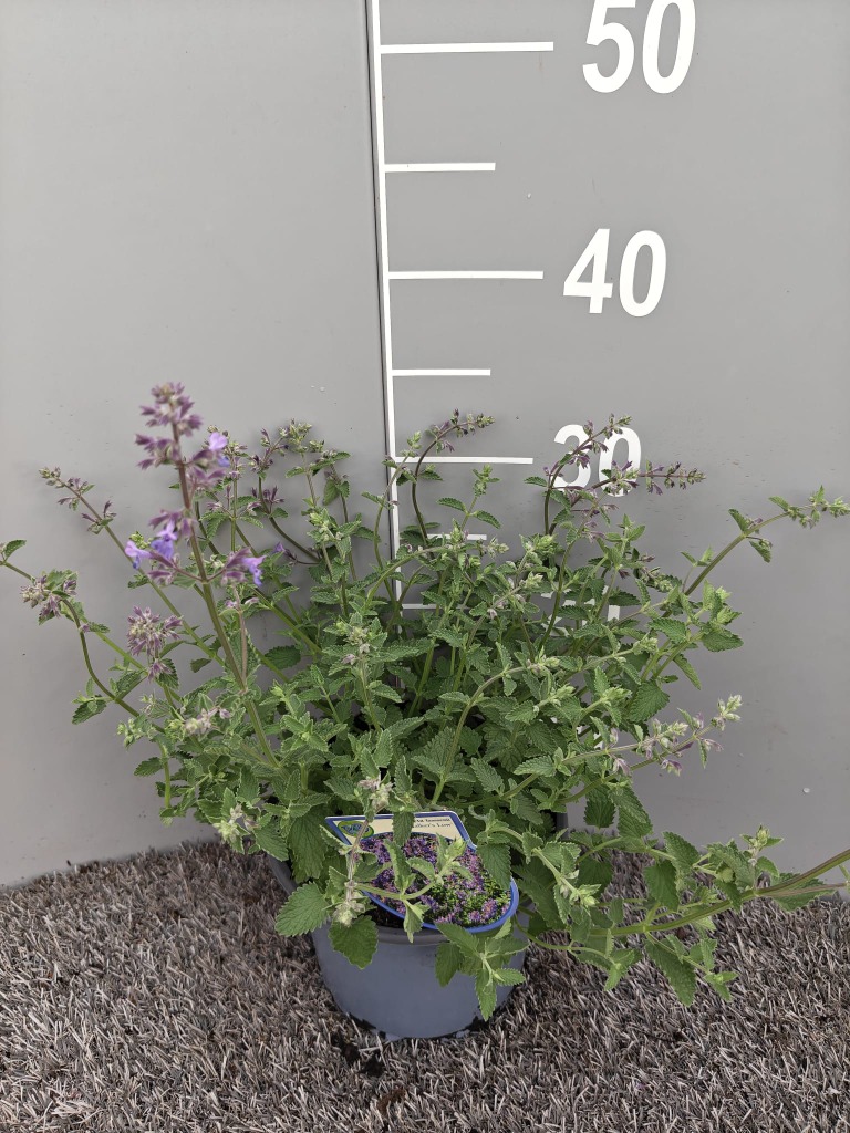 Nepeta faas. Walker's Low