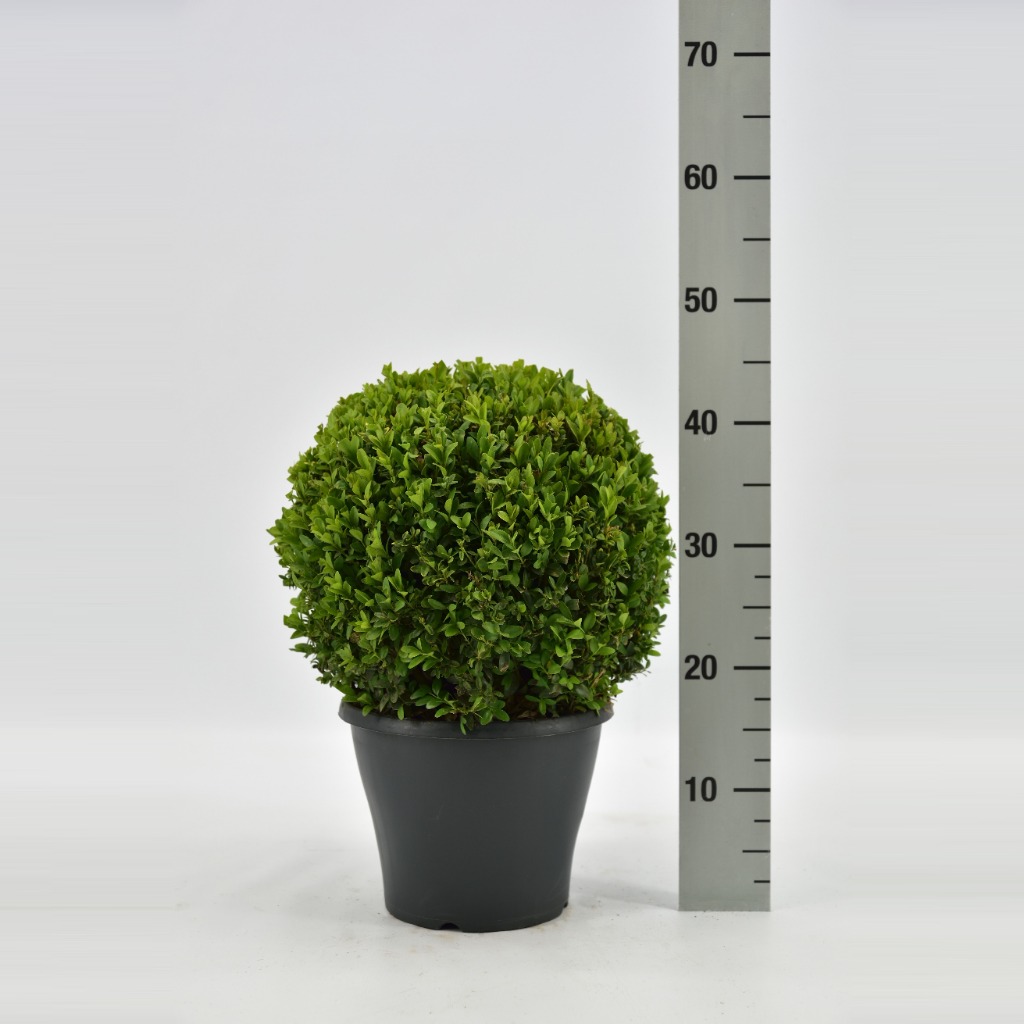 Picture of Buxus sempervirens P23 (5Ltr) Grey Pot ball-30cm