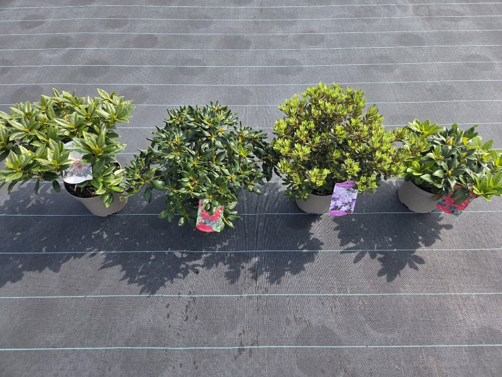Rhododendron dwarf in 4 varieties