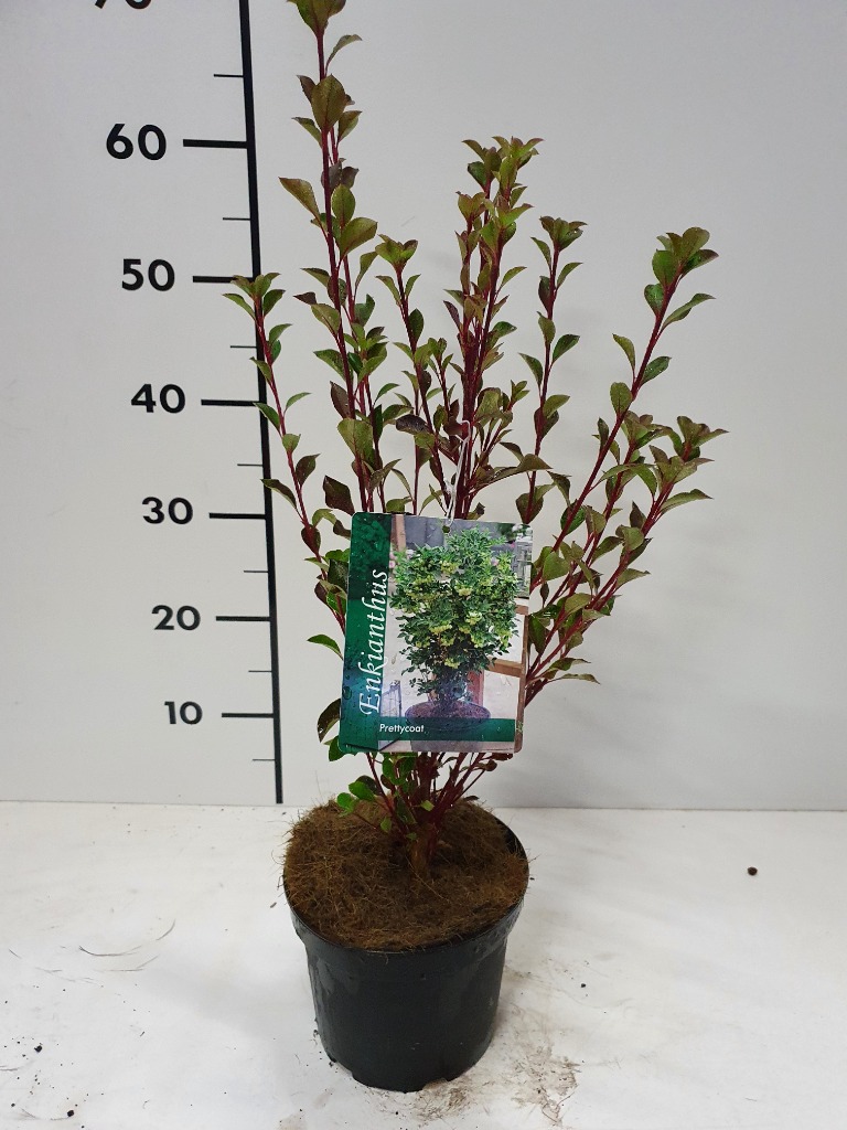 Picture of Enkianthus camp. Prettycoat P17 (2 Ltr)