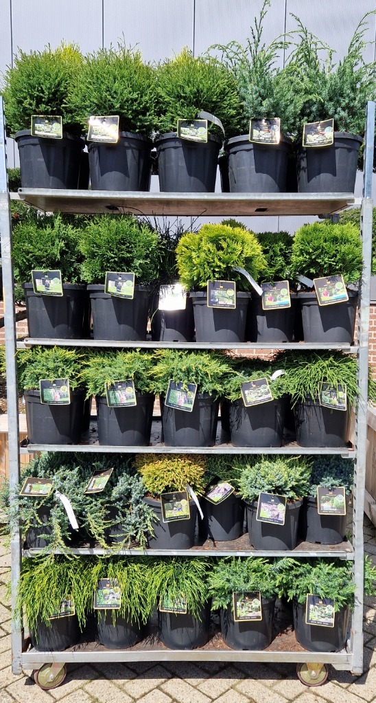 Picture of Trolley Deal 2024 Conifers in varieties & mixed sizes (growerscode 282) F.O. (200)