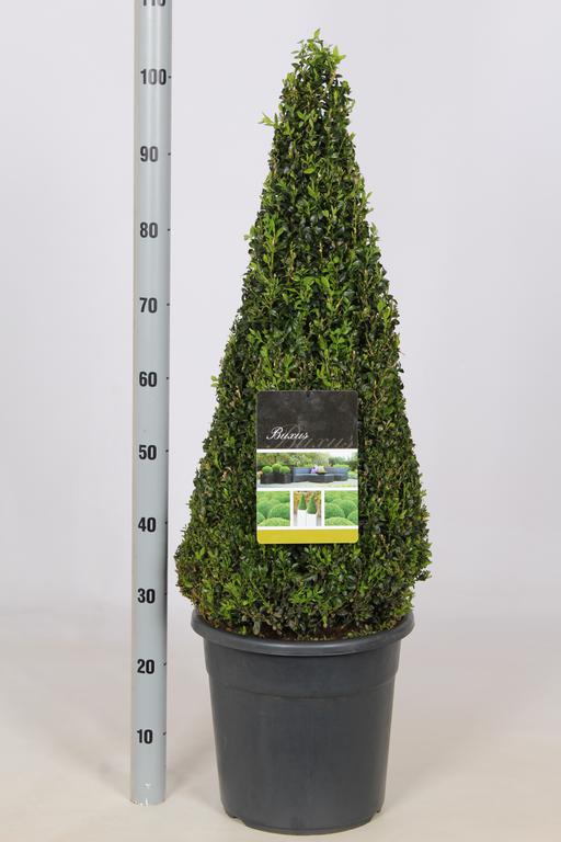 Picture of Buxus sempervirens P29 (10 Ltr) 70/80-CM-PYRAMIDE