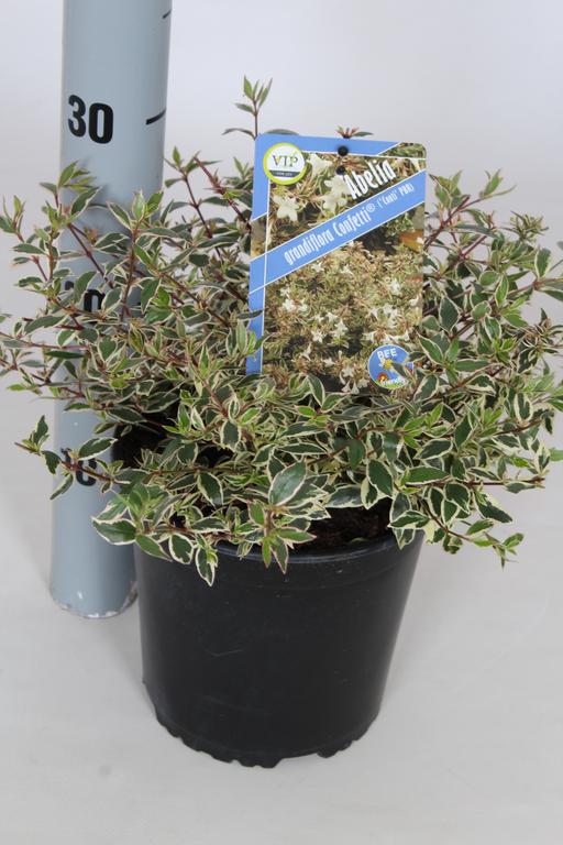 Picture of Abelia grandiflora Confetti P17-(2.5-LTR)