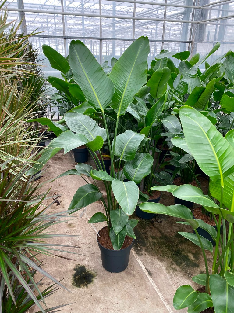 Strelitzia Nicolai (no flower)