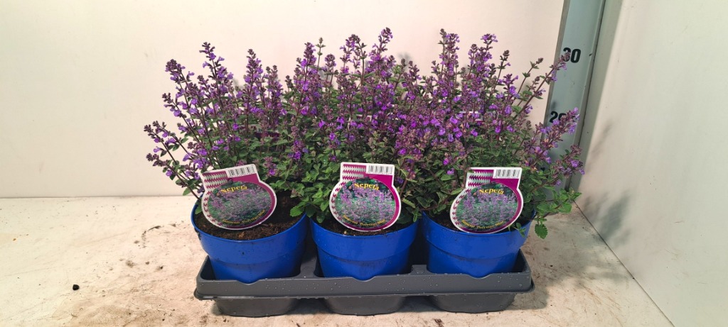 Billede af Nepeta fass. Purssian Blue P15