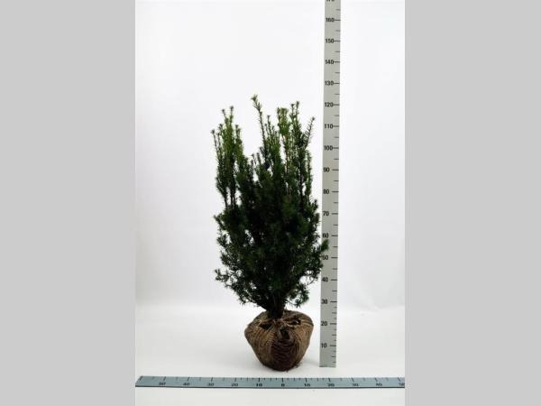 Picture of Taxus media Hicksii ROOTBALL 80/100CM